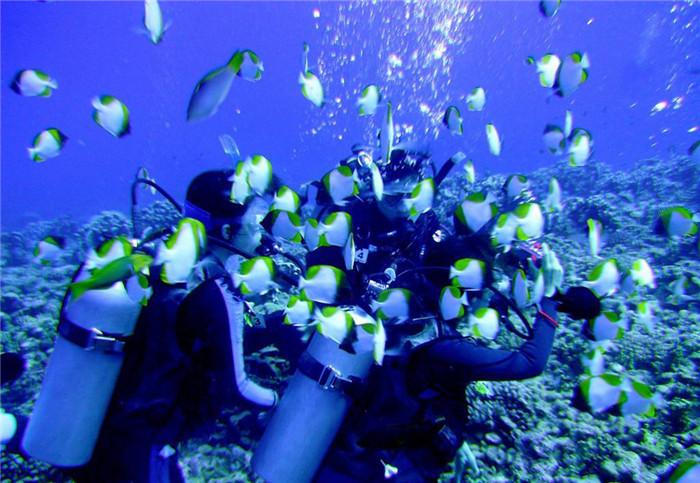 探索知识星球平台,谁知道羊肉饺子怎么调馅呀?带你进入全新视野